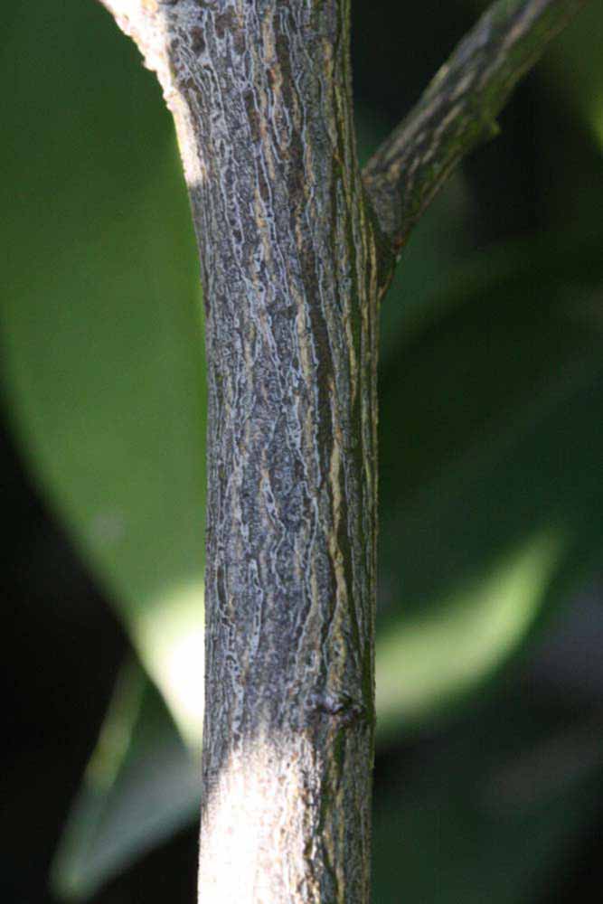            Second - third year twig (Valencia Late, Riverside, CA)   